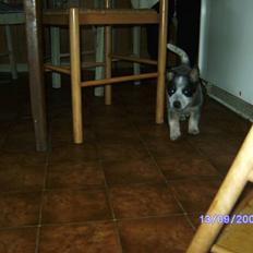 Australsk cattledog Pepsi