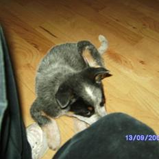 Australsk cattledog Pepsi
