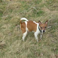 Dansk svensk gaardhund Rasmus klup R.I.P.