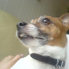 Dansk svensk gaardhund Rasmus klup R.I.P.