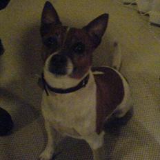 Dansk svensk gaardhund Rasmus klup R.I.P.