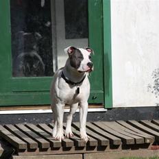 Amerikansk staffordshire terrier Eikki