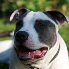 Amerikansk staffordshire terrier Eikki