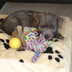 Irish Glen of Imaal Terrier Mille<33 AFLIVET!:'(