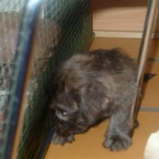 Irish Glen of Imaal Terrier Mille<33 AFLIVET!:'(