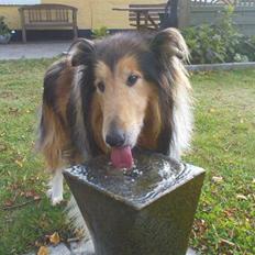 Collie langhåret King