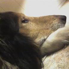 Collie langhåret King