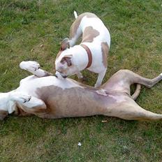 Blanding af racer Kento