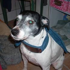 Dansk svensk gaardhund Luna (R.I.P) :'C Savnet!