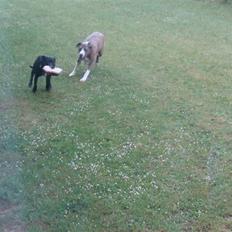 Blanding af racer Kento