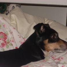 Dansk svensk gaardhund Tessa (Solgt) SAVNET! )':