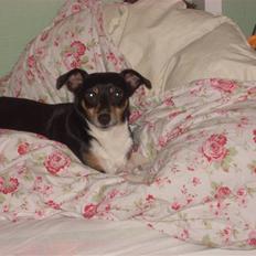 Dansk svensk gaardhund Tessa (Solgt) SAVNET! )':