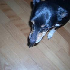 Dansk svensk gaardhund Tessa (Solgt) SAVNET! )':