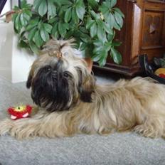 Shih tzu Tiki