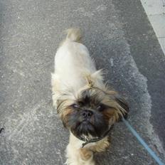Shih tzu Tiki