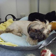 Shih tzu Tiki