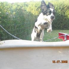 Cocker spaniel Mie