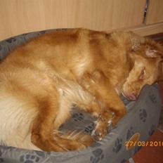 Nova scotia duck tolling retriever Mikkel