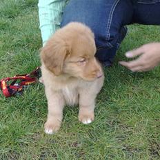 Nova scotia duck tolling retriever Mikkel
