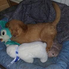 Nova scotia duck tolling retriever Mikkel