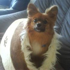 Blanding af racer timon