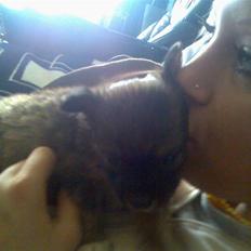 Blanding af racer timon