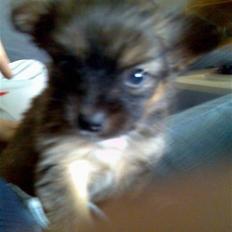 Blanding af racer timon