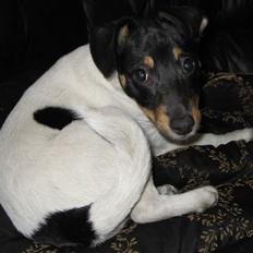 Dansk svensk gaardhund Carla