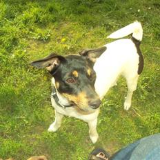 Dansk svensk gaardhund Carla