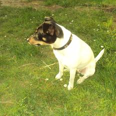 Dansk svensk gaardhund Carla