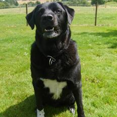 Blanding af racer Balder