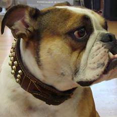 Engelsk bulldog basse aka brum-bassen