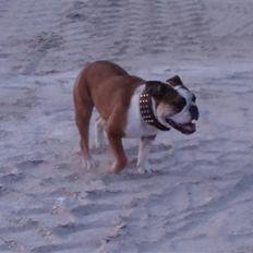 Engelsk bulldog basse aka brum-bassen