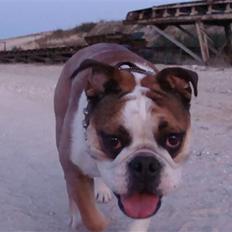 Engelsk bulldog basse aka brum-bassen