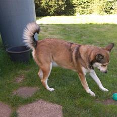 Blanding af racer Ruby