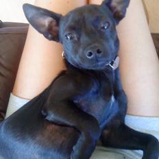 Blanding af racer Neelix