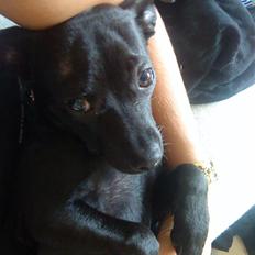 Blanding af racer Neelix