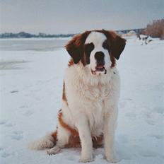 Sankt bernhardshund Samson * MIN MORS*
