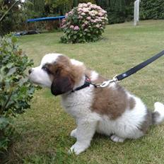 Sankt bernhardshund Samson * MIN MORS*