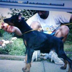 Dobermann Come as you are Cesano