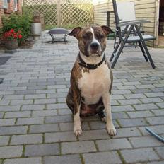 Amerikansk staffordshire terrier ALISJA