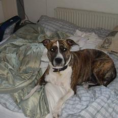 Amerikansk staffordshire terrier ALISJA