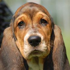 Basset hound Frieda