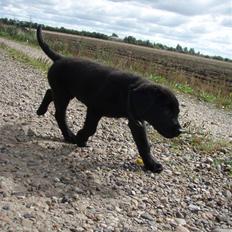 Labrador retriever bastian