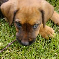 Blanding af racer Nala