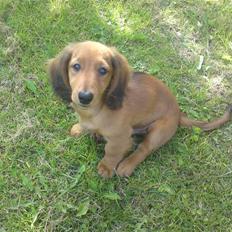 Gravhund Åbjergs Aroija - Simba