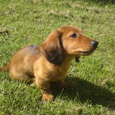 Gravhund Åbjergs Aroija - Simba