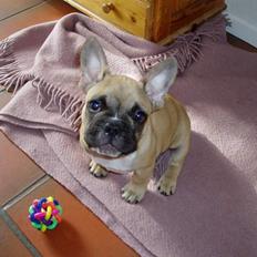 Fransk bulldog Gizmo