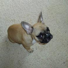 Fransk bulldog Gizmo