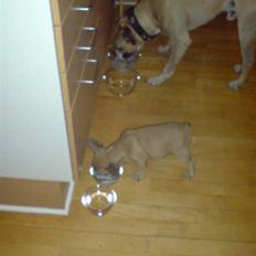 Fransk bulldog Gizmo